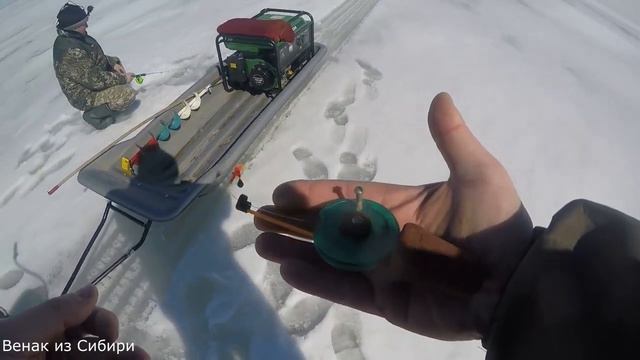 Трофейный окунь закрытия сезона. #лето #щука #сазан #окунь #карась #охота #рыбалка #белаярыба смотреть онлайн