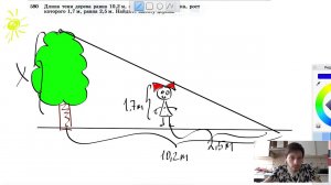 №580. Длина тени дерева равна 10,2 м, а длина тени человека, рост которого 1,7 м, равна