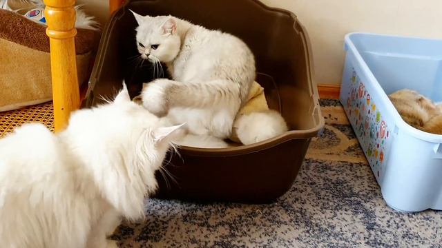 3-х недельные котята британской серебристой шиншиллы🥰 смотреть онлайн