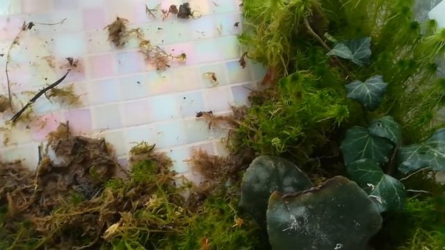 ПРО МОЙ ЖИВОЙ МОХ)) смотреть онлайн