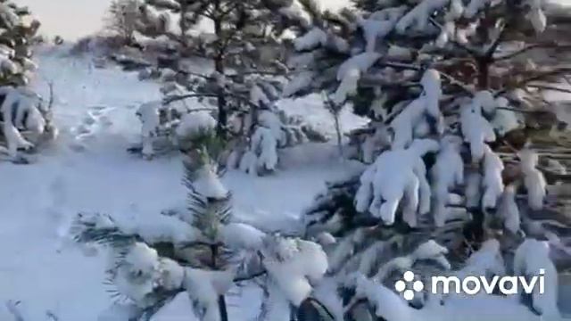 Небольшая прогулка по зимнему лесу. Катаемся с горки на санках.