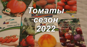 Обзор сортов томатов: проверенные и новые