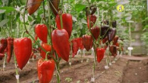 БОЛЕЕ 20 ПЕРЦЕВ на 1 КУСТЕ – Сорт Лазурный Берег