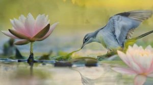 «Шумел камыш,  деревья гнулись»  Надежда Кадышева,  Жанна Бичевская