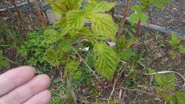 Что случилось с листьями смородины и малины?Кто ест лист малины?Малинная блошка. смотреть онлайн