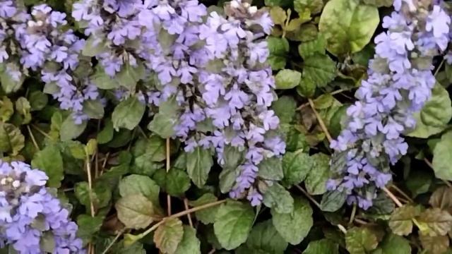 Живучка ползучая. смотреть онлайн