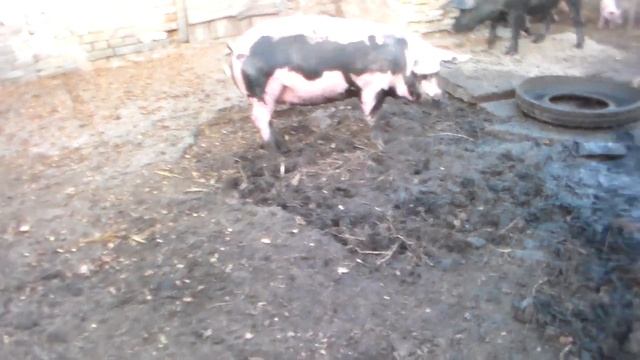 Все свиноматки моего стада на выгуле,с поросятами. смотреть онлайн