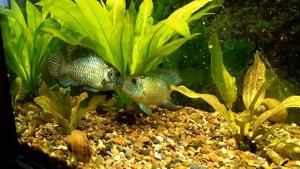 Наннакара - бойцовые рыбки.