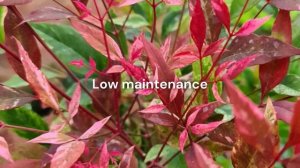 Introducing: Nandina Red Light