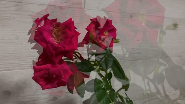 Домашний розарий, цветение роз Кордана, плетистая роза Симпати! смотреть онлайн