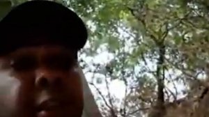 Аллигатор напал на электрического угря  Угорь ударил аллигатора током.