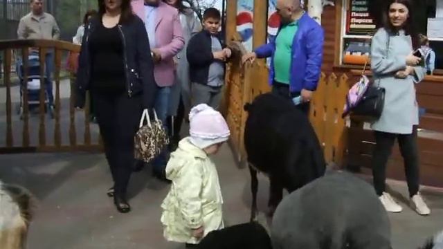 Контактный зоопарк "Русская деревня" в зоопарке "Лимпопо" Нижний Новгород