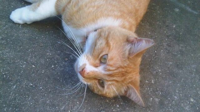 Marmalade the Super Cat R.I.P смотреть онлайн