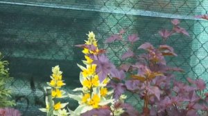 Многолетники для теневого сада. Теневыносливые растения. #пахизандра #гортензия #гейхера #сныть