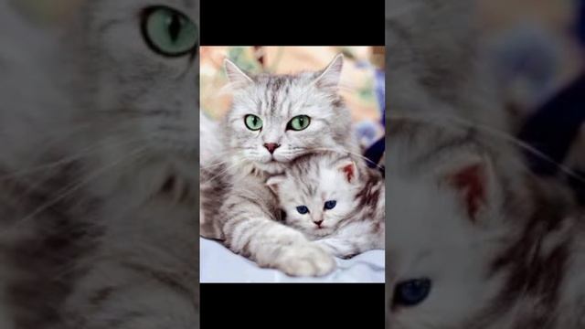самые красивые кошечки
