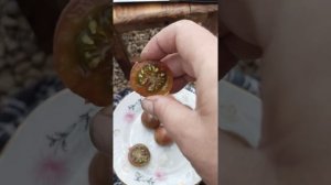 Обзор сорта томата черри Черный шоколад.