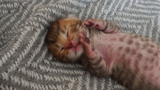 Как изменился недоношенный котенок за месяц. 0-31 days kitten changes смотреть онлайн