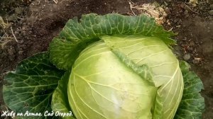 Когда убирать капусту на хранение и квашение.