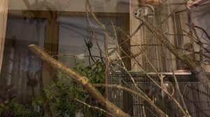 Жизнь домашней белки-летяги ! Russian flying squirrel! Momonga - 飞松鼠