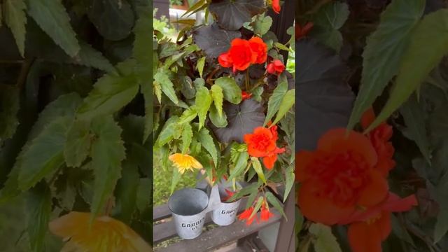#Shorts- СОВЕТЫ для ухода раз в неделю за цветами на даче смотреть онлайн