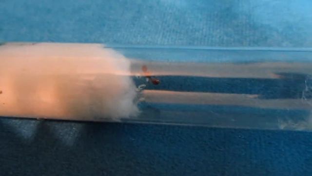 Матка муравьев смотреть онлайн