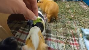 Best guinea pig noises of 2019 *WARNING: LOUD!*
