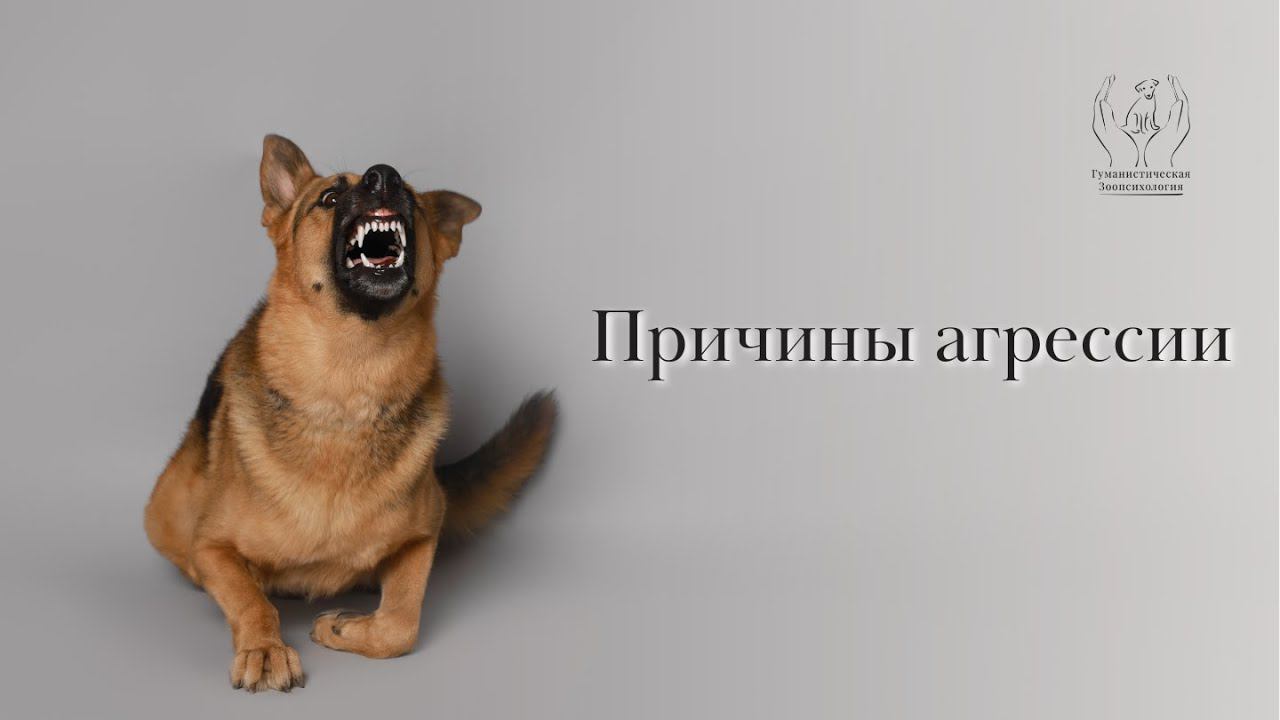 Причины агрессии у собак смотреть онлайн