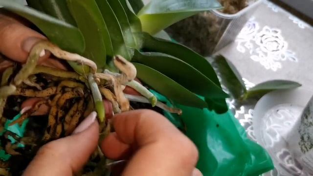 Как отделить прикорневую детку от орхидеи смотреть онлайн