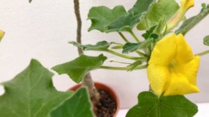 Succulents | Uncarina Roeoesliana