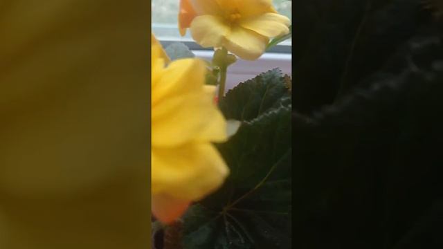 декабрист майда гулдоду смотреть онлайн