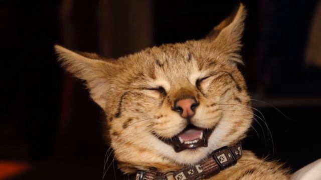 What Is The Biggest Cat Breed You Can Own? смотреть онлайн