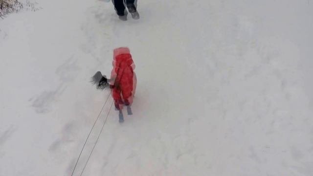 Обувь для собак