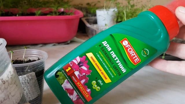 ?Бегония ампельная из семян. Сорт Кармен и Алькор.