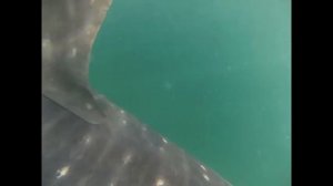 Kayak collides with Whale Shark