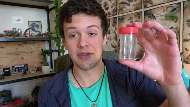 TOUT NE C'EST PAS PASSÉ COMME PRÉVU AVEC CE CHAMPIGNON (la calocère visqueuse) ? смотреть онлайн