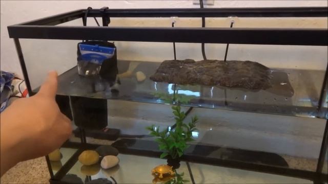Setting up NEW TURTLE tank! смотреть онлайн