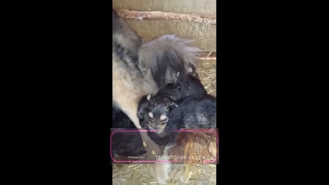 Собачка ощенилась в дет.саду, была заявка на отлов. Отлов к себе не повёз, попросил нас забрать. смотреть онлайн