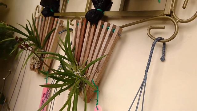 Floração BLC Haw yuan Beauty + Tolúmia Salmon смотреть онлайн