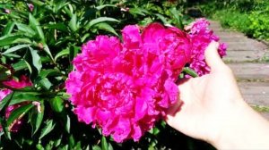 Огород в жару. Как спасти растения в жару