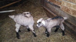 Наши первые козлята