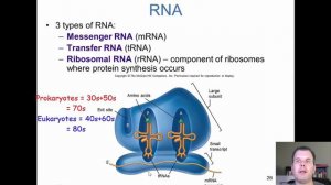 Unit 2. Chapter 9 part 1. Replication and Protein Synthesis