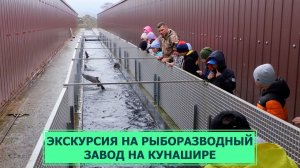 Экскурсия на рыборазводный завод Южно-Курильского рыбокомбината (Кунашир)