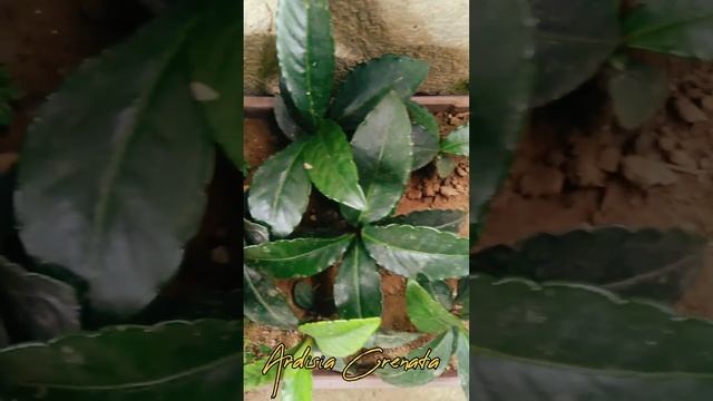 '' ARDISIA CRENATA'' UPDATE,... PART O6 смотреть онлайн