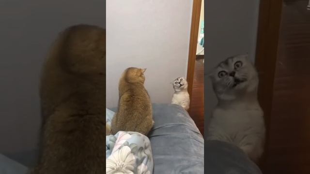 Дорогой, дай да ?? деньги - Дагестанская озвучка @юмор.