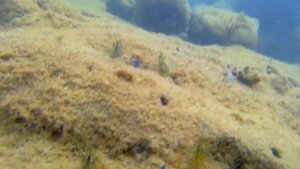 Подводный мир Черного моря: креветки.