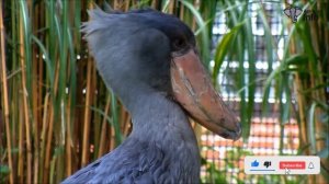 Shoebill - The Scary Bird | Animals Information's Daily