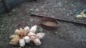 УТЯТА АГИДЕЛЬ ОТЗЫВЫ