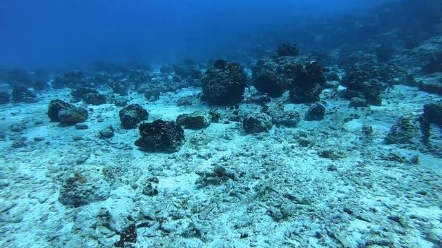 Дайвинг на Сейшельских островах в круизе с 'Костою".Стайка Барракуд и другие.Ноябрь2019
