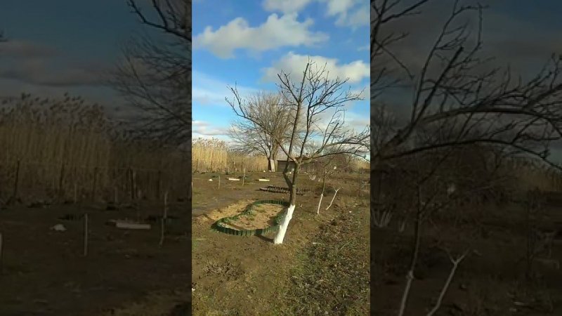 ФЕВРАЛЬ. Обрезка деревьев на Юге