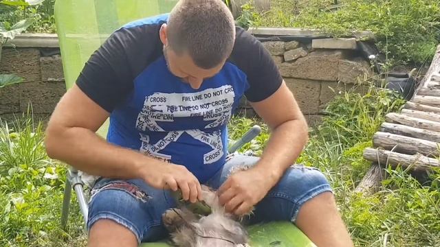 Стрижка собак, как подстричь собаку дома своими руками